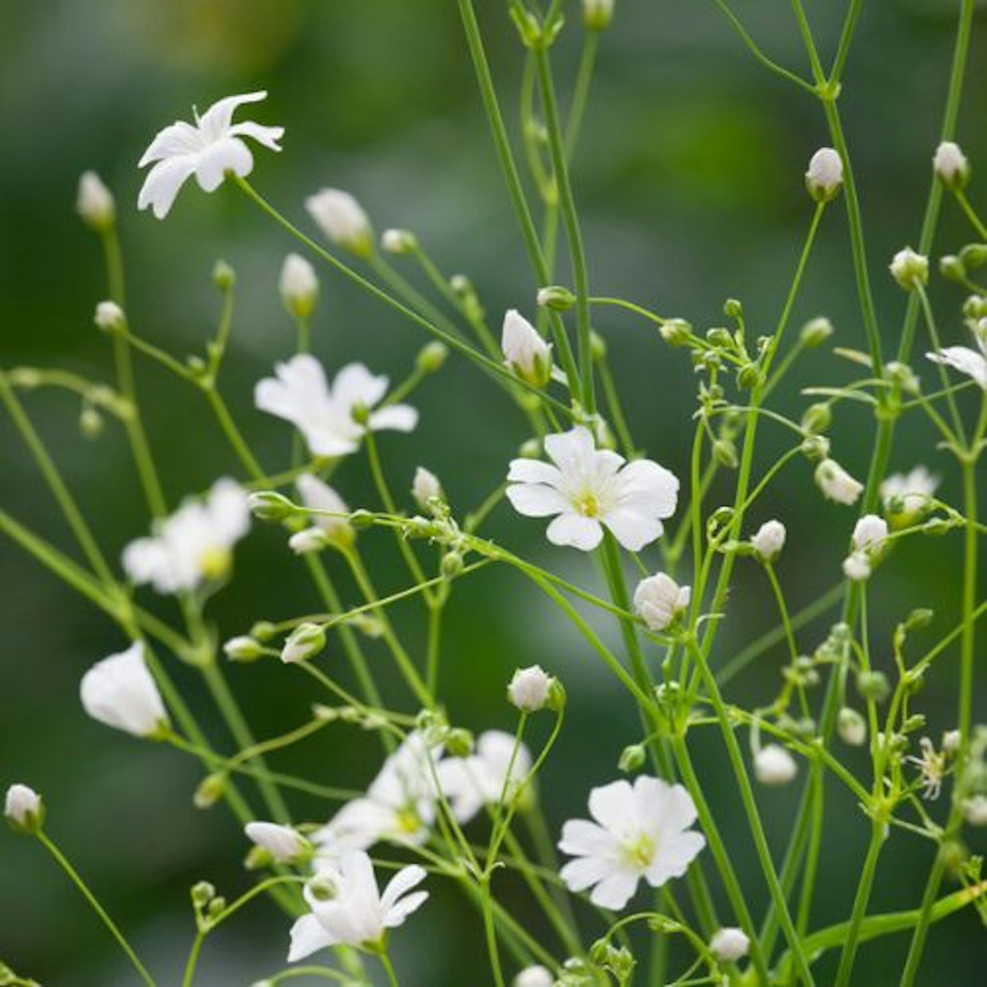 Gypsophila elegans 'Covent Garden'