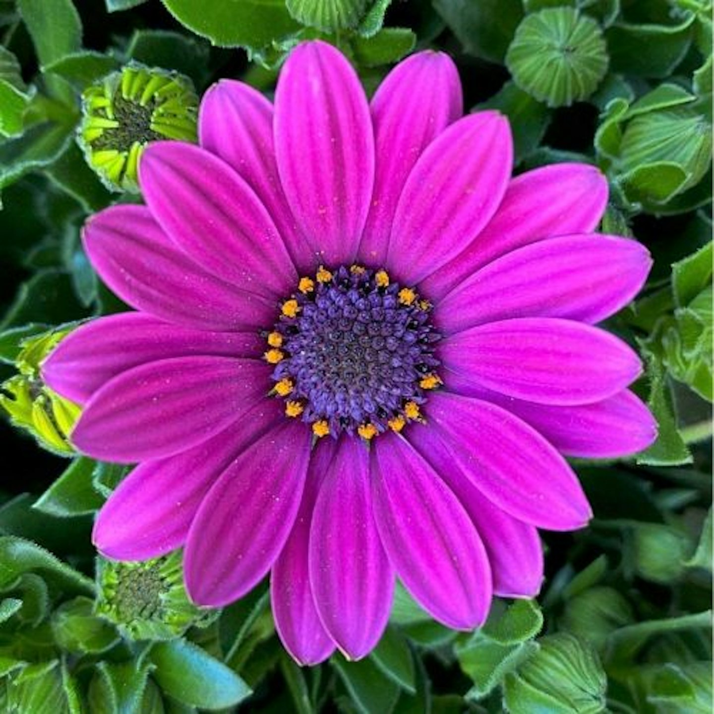 Osteospermum Cape Daisy Purple 'Sunny Mary'