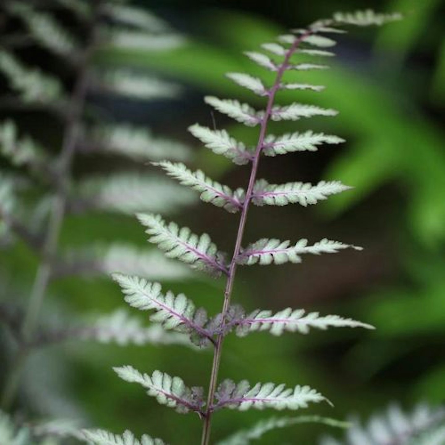 Painted Lady Fern