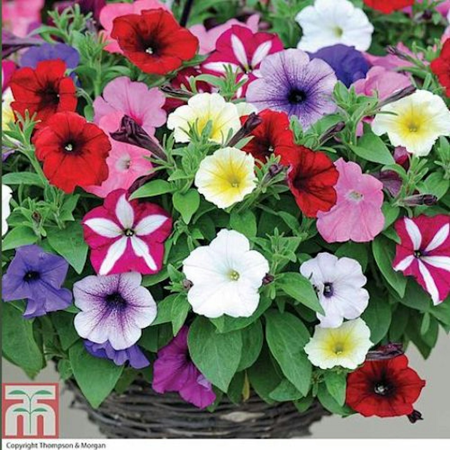 Petunia 'Easy Wave Ultimate Mixed'