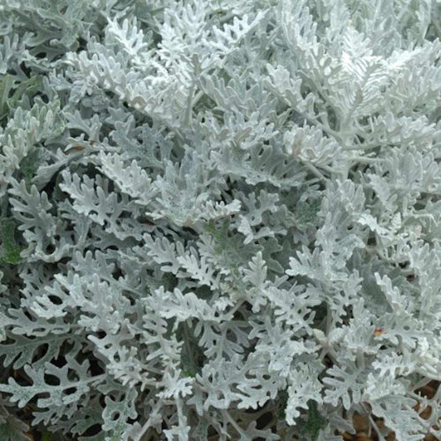 Senecio cineraria 'Silver Dust'