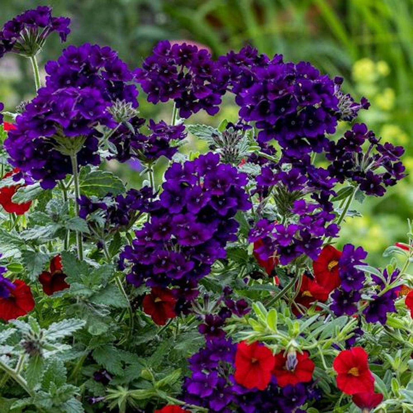 Verbena 'Showboat Midnight'