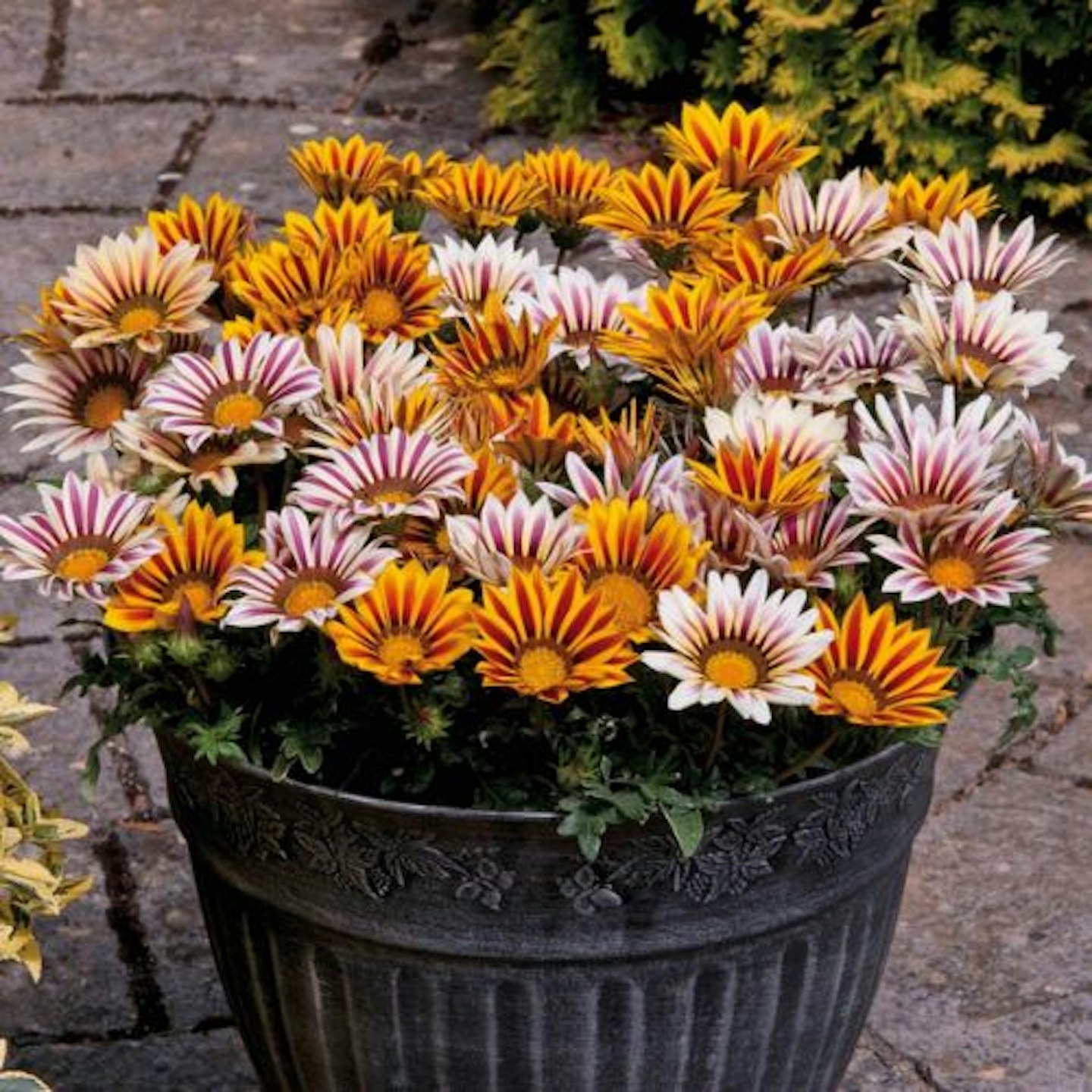 Yougarden Gazania Tiger Stripes Plants