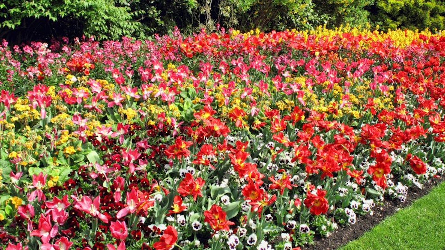 The Best Bedding Plants