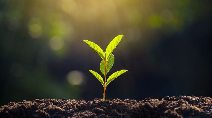 Best Food For Plants 2023