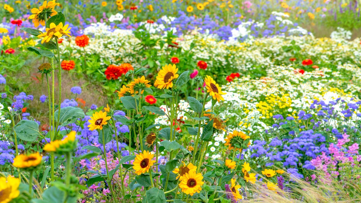 best garden outdoor plants - garden flowers