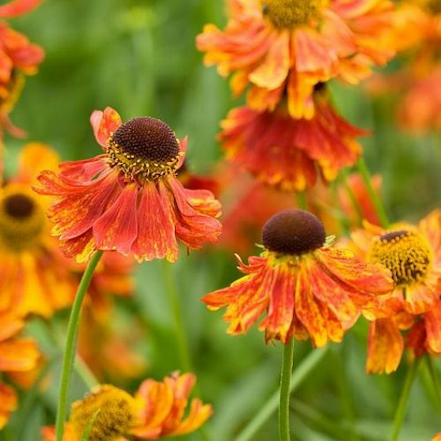 helenium 'moerheim beauty'