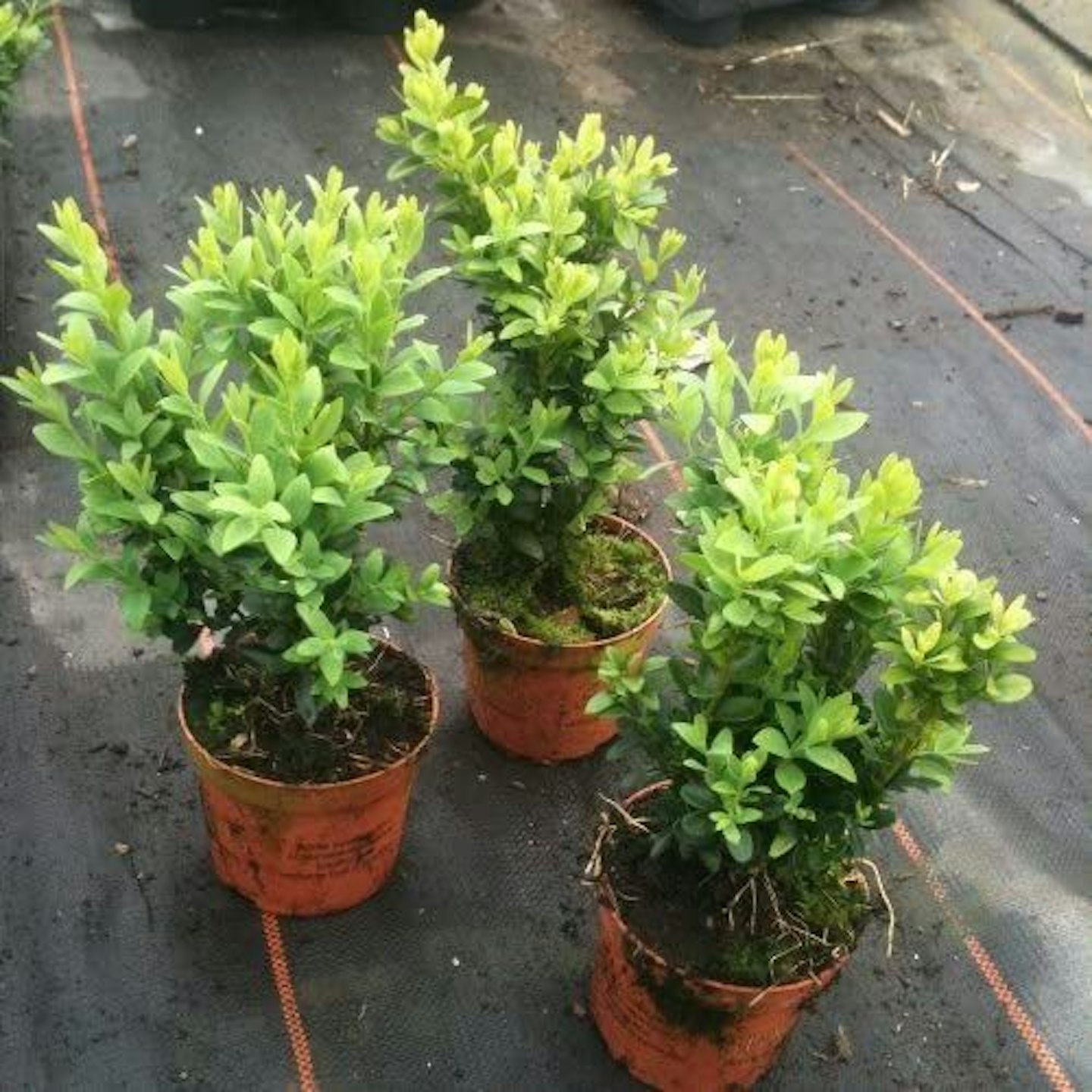 Buxus Sempervirens Box Hedging