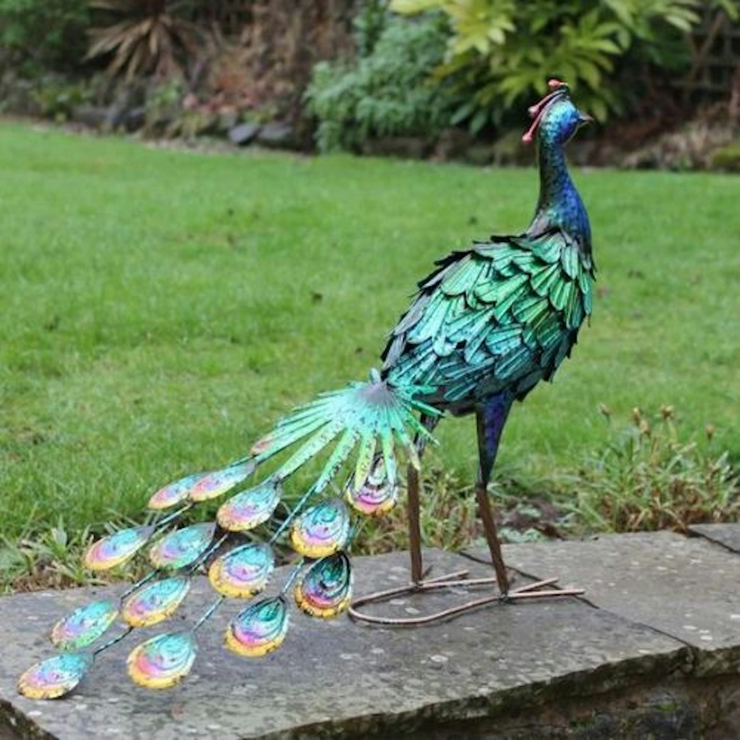 Degraw Peacock