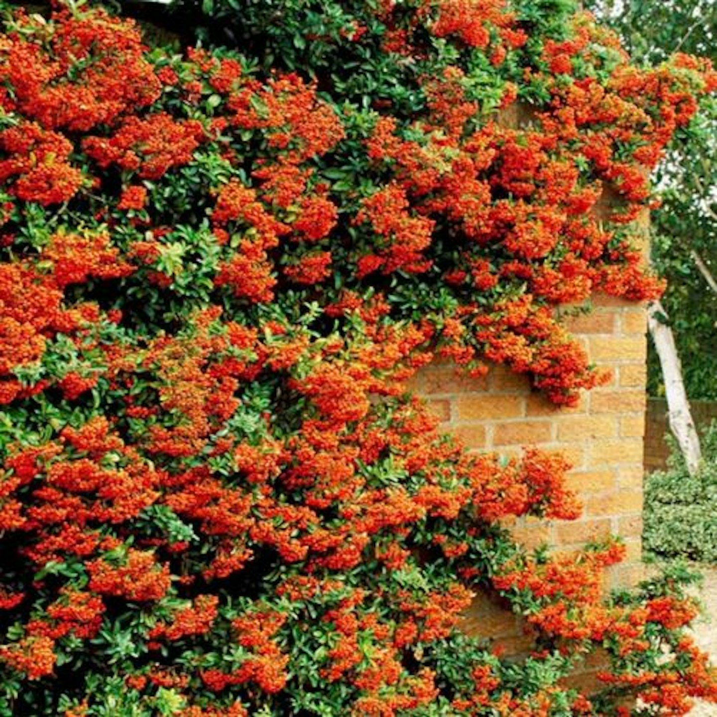 Orange Firethorn Hedging Plants