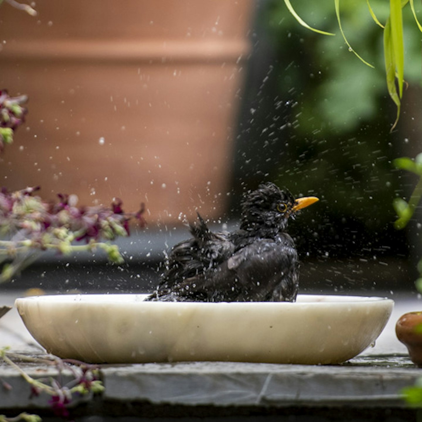 bird shaking feathers in marble bird bath