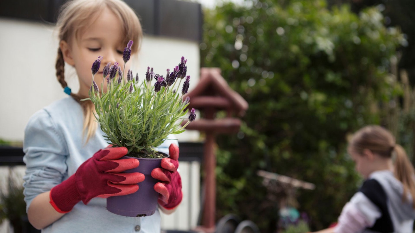 Girl holding a Lavender plant pot in a garden.
