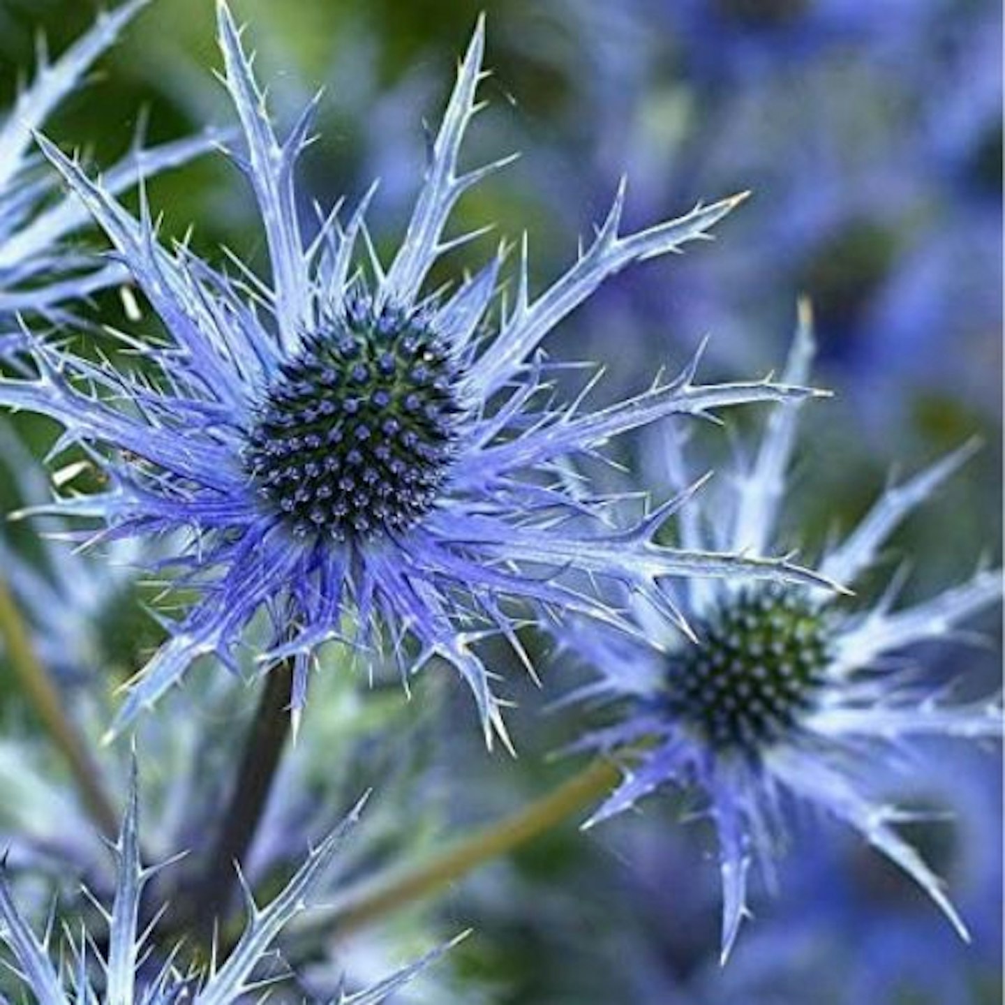 Eryngium ‘Picos Blue’