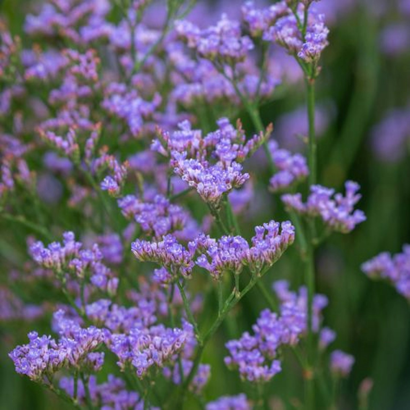 Limonium ‘Dazzle Rocks’