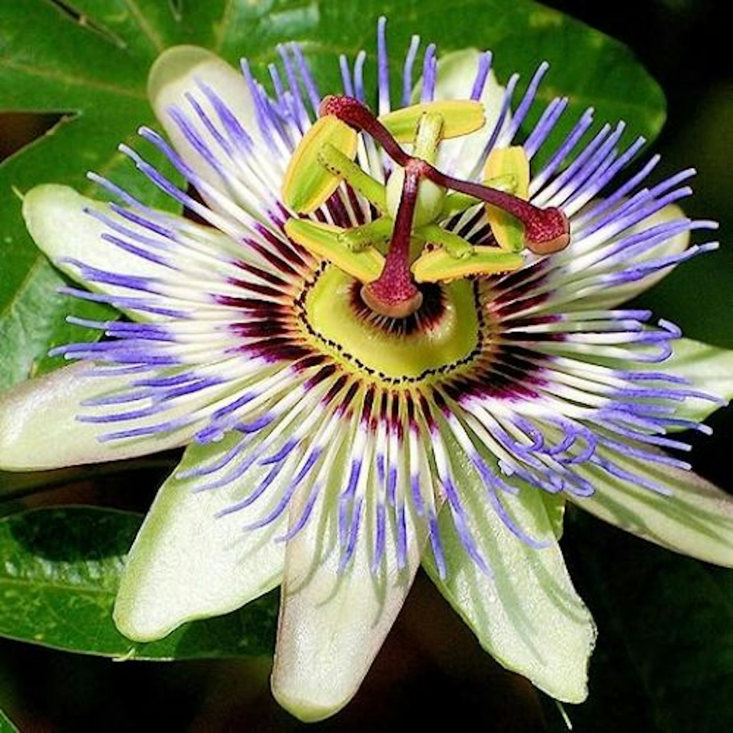 Passion Flower