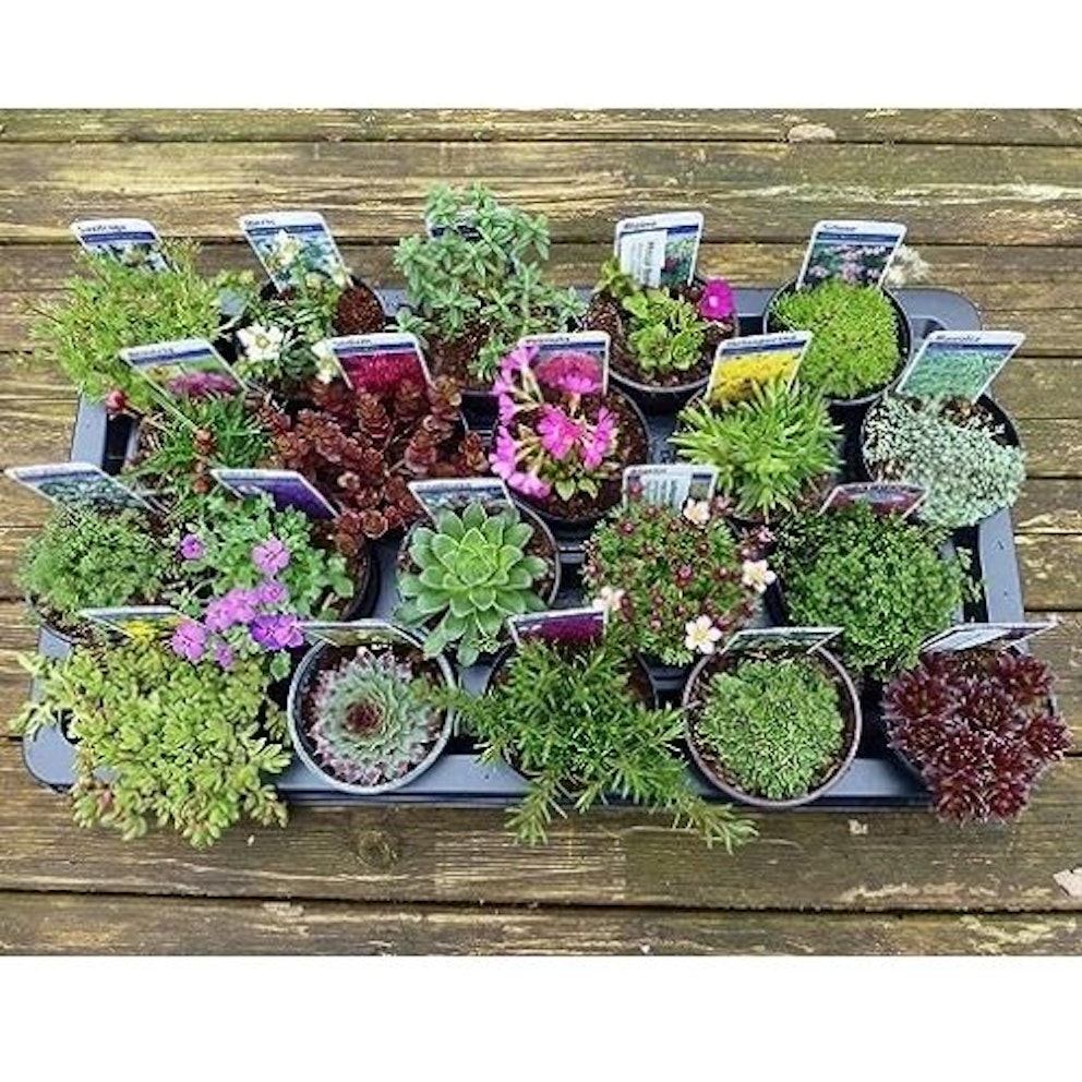 Best plants for pots and containers all year round 2024