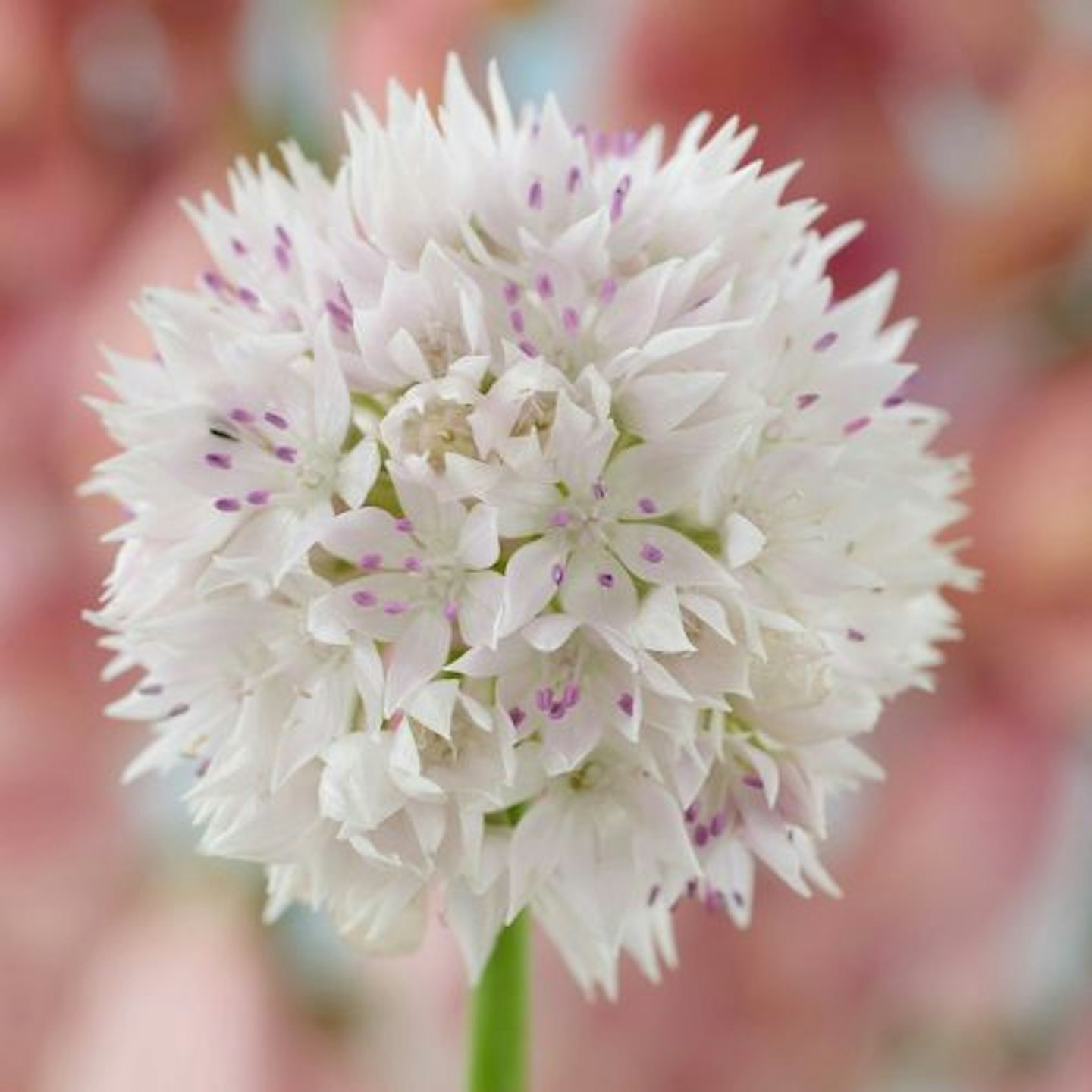 Allium amplectens Graceful Beauty