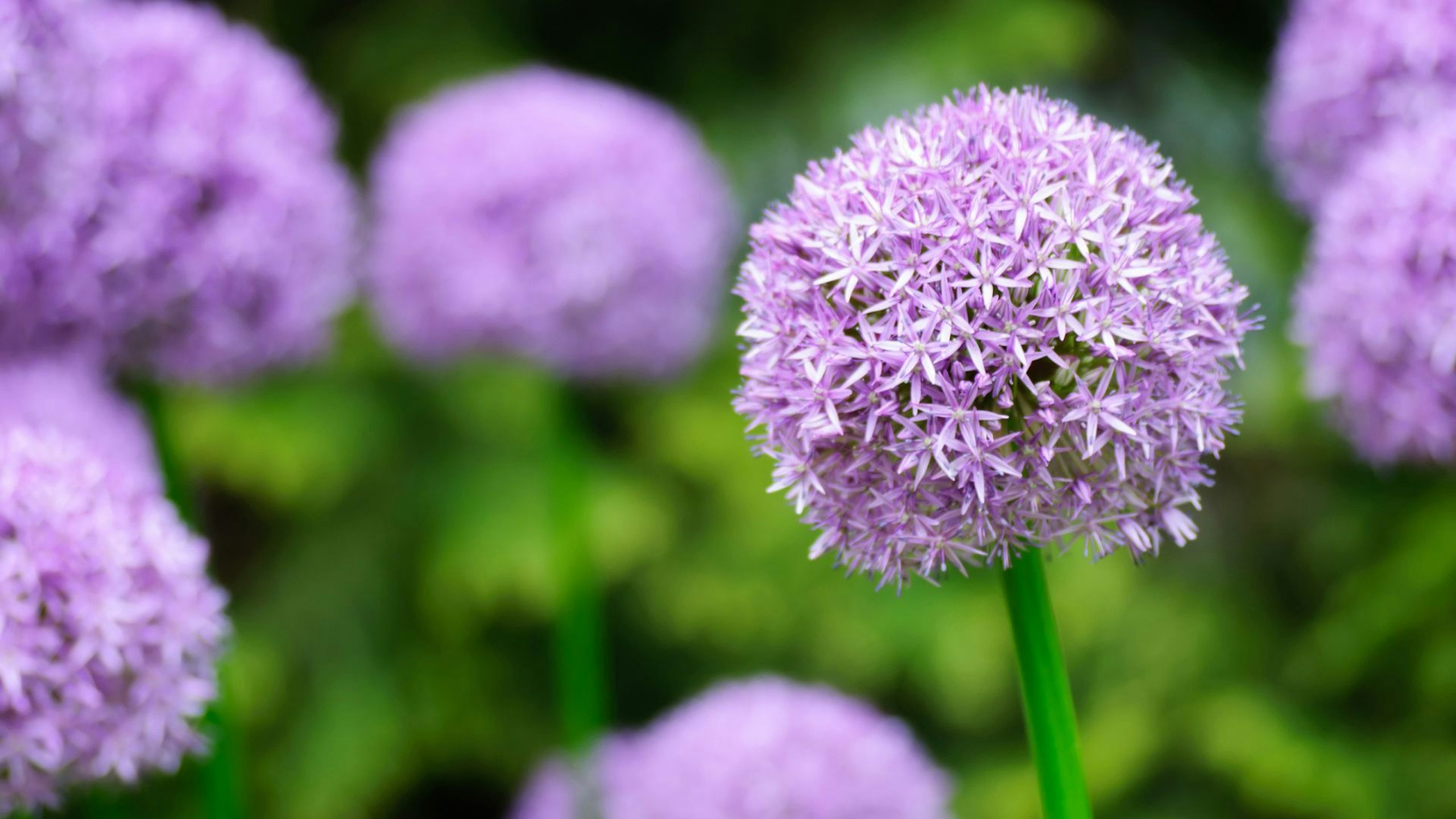 Alliums