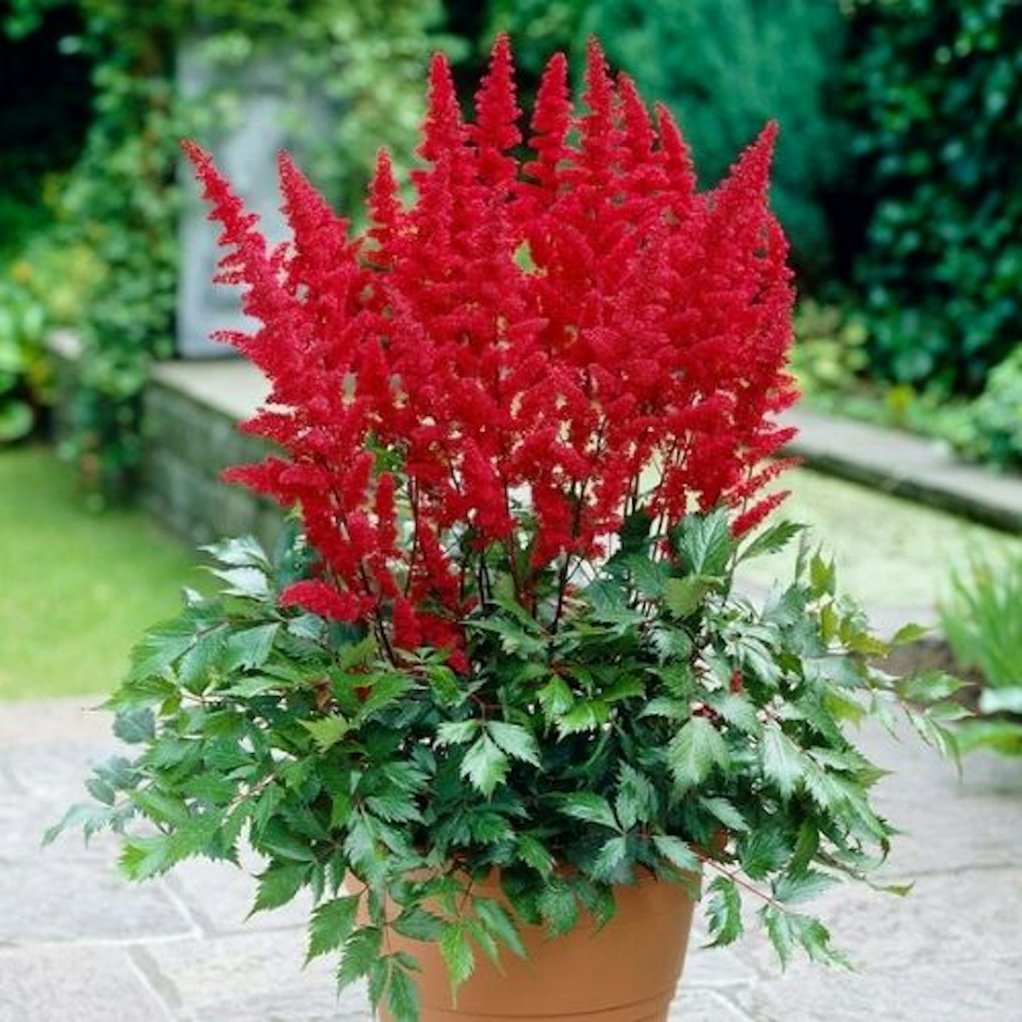 Astilbe Fanal