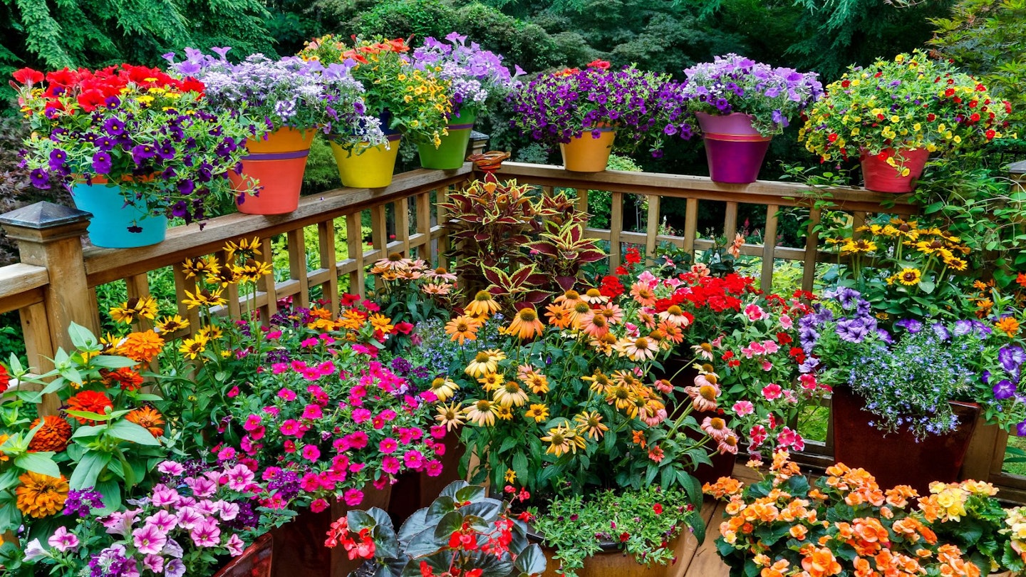 Best flowering plants for pots