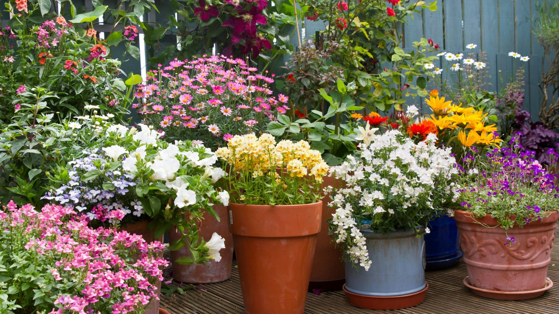 Planting Flowers In Pots 10 Plants For Year Round Containers Fine