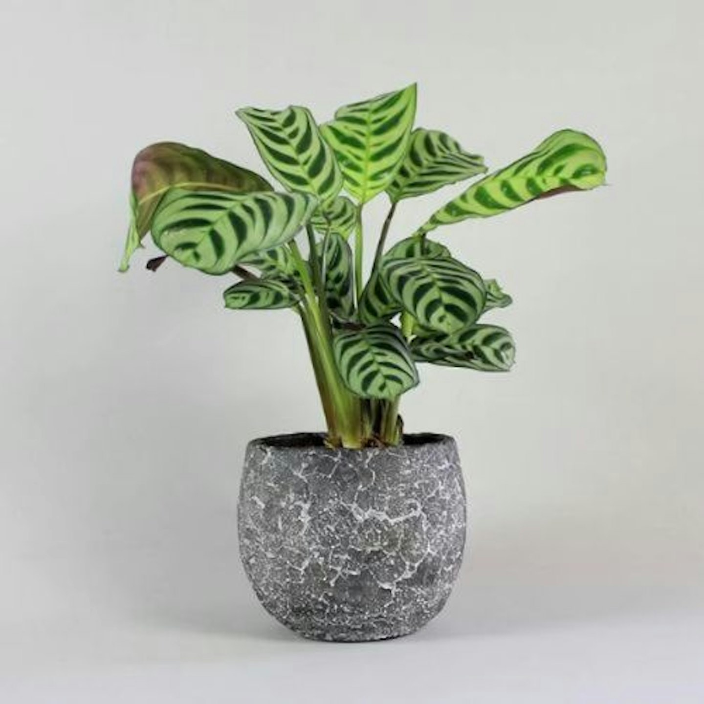 Calathea Ctenanthe Plant