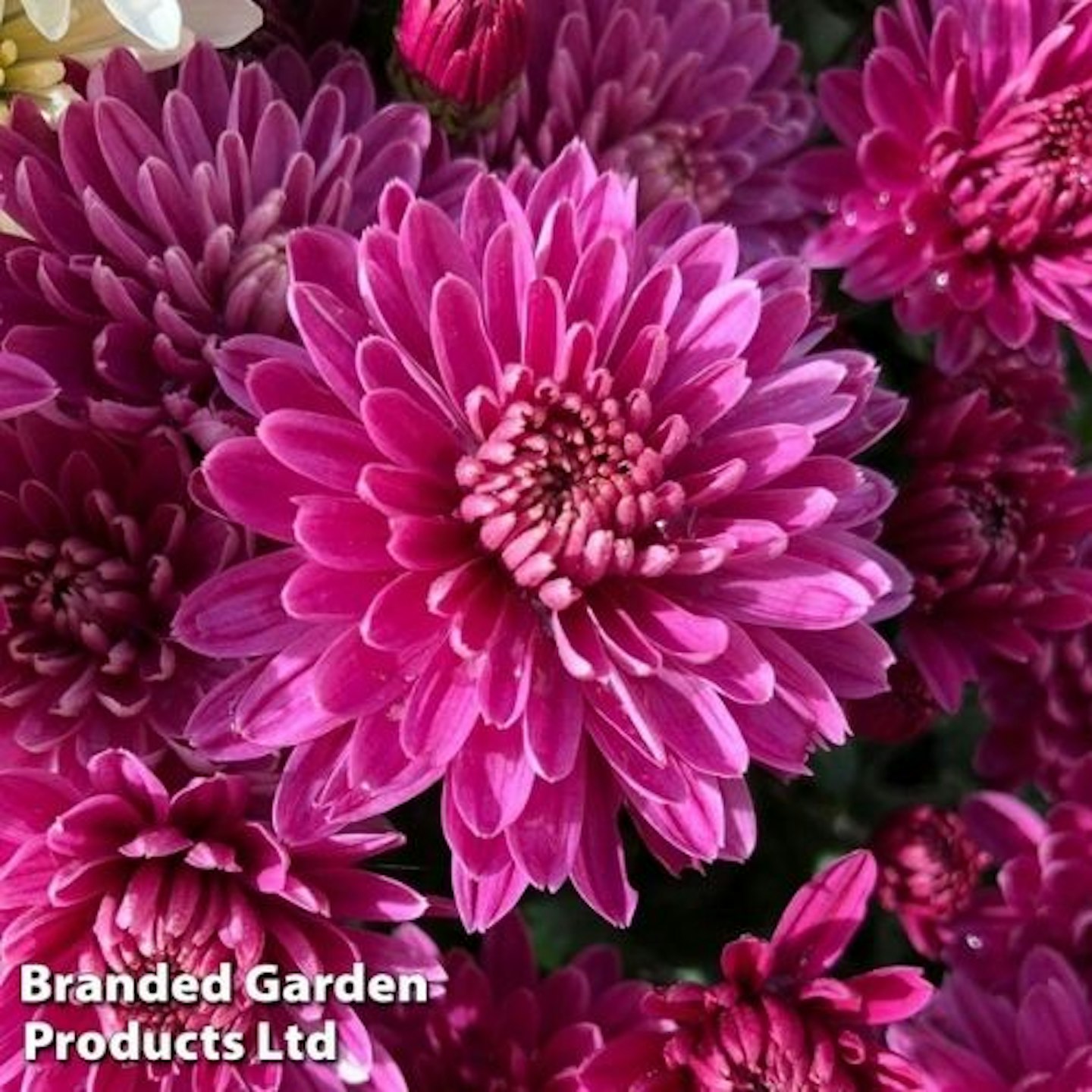 Chrysanthemum Amiko Violet