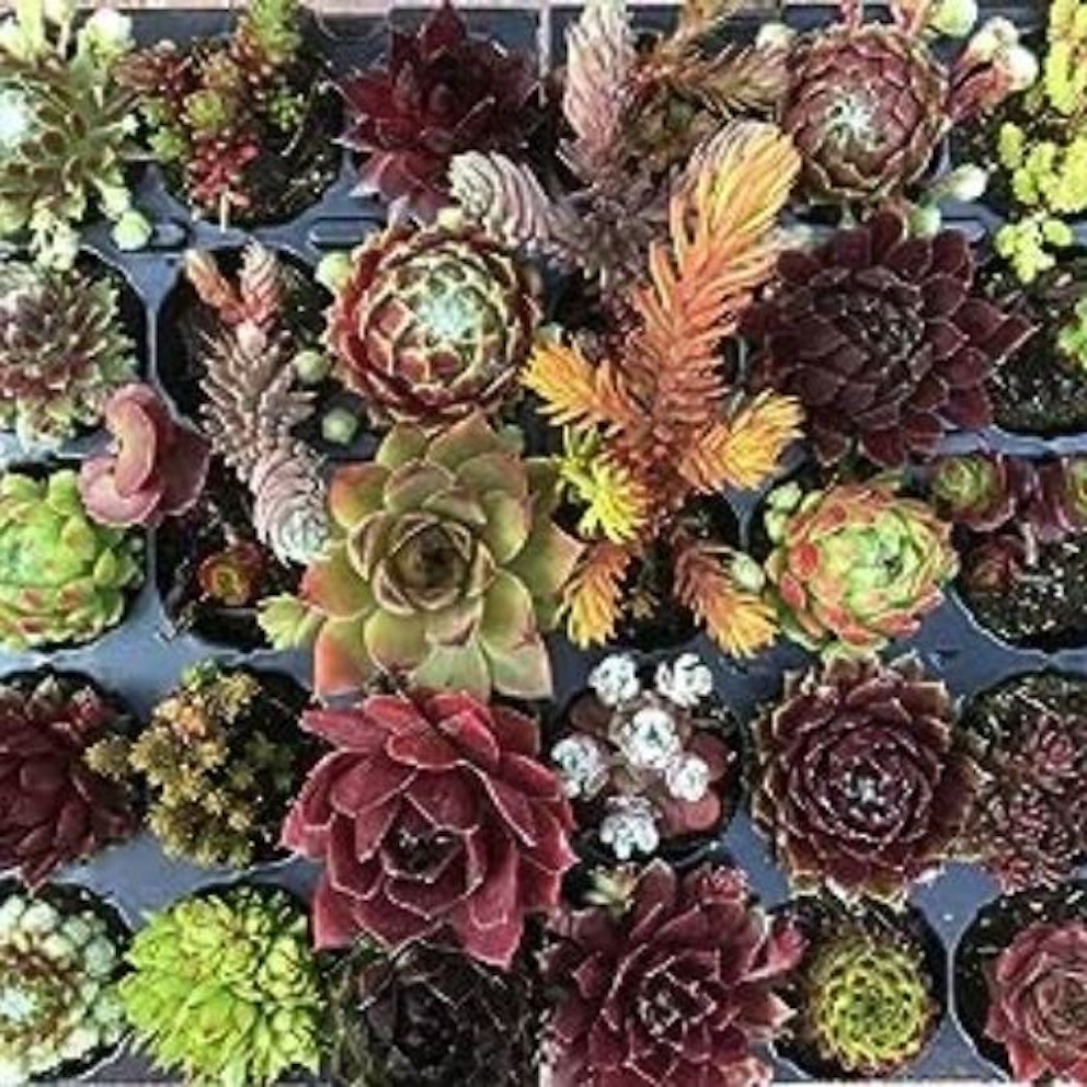 Best plants for pots all year round Projects Modern Gardens