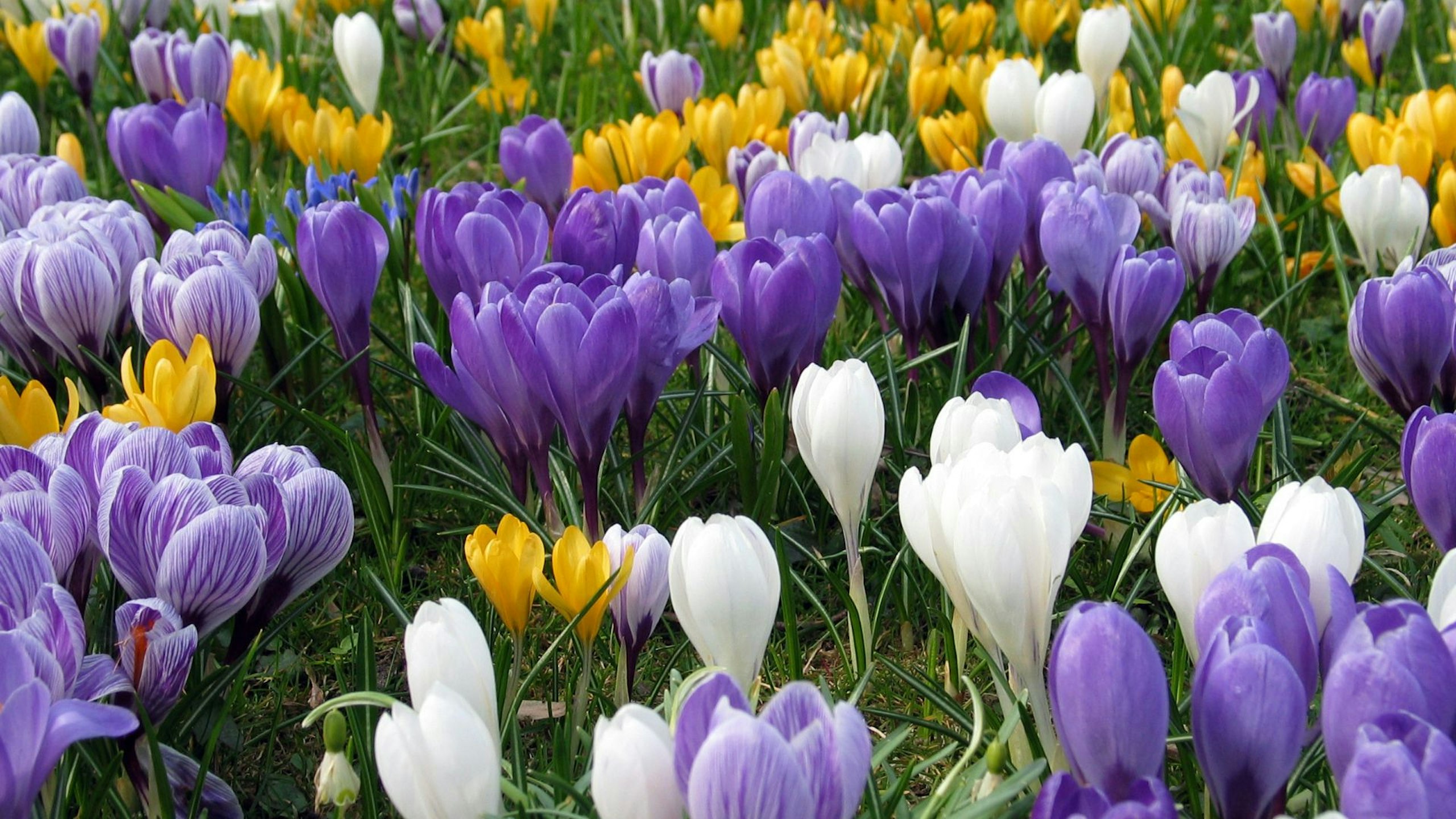 Crocus