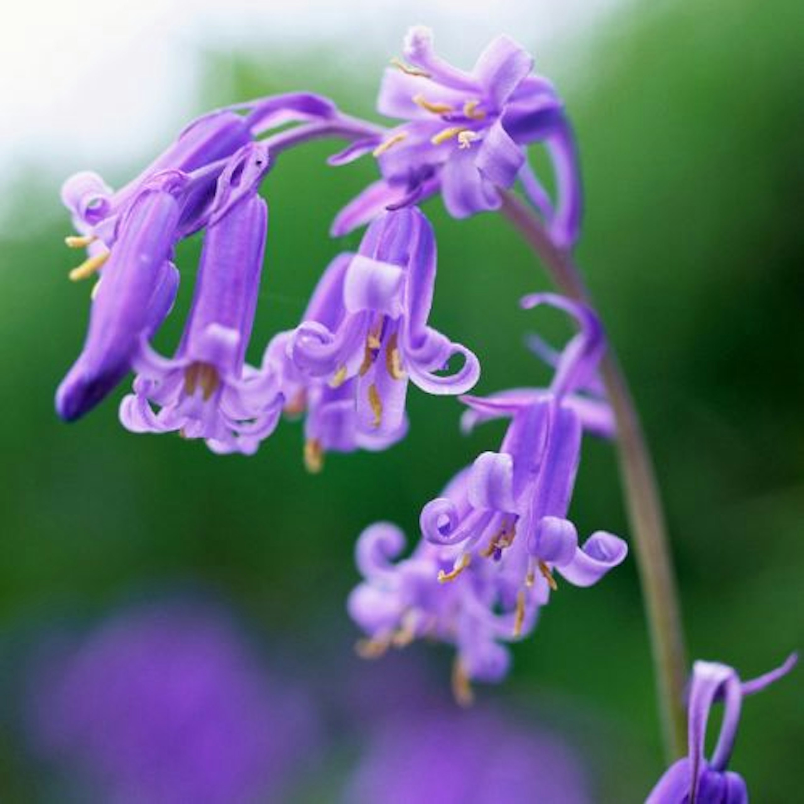 English Bluebell