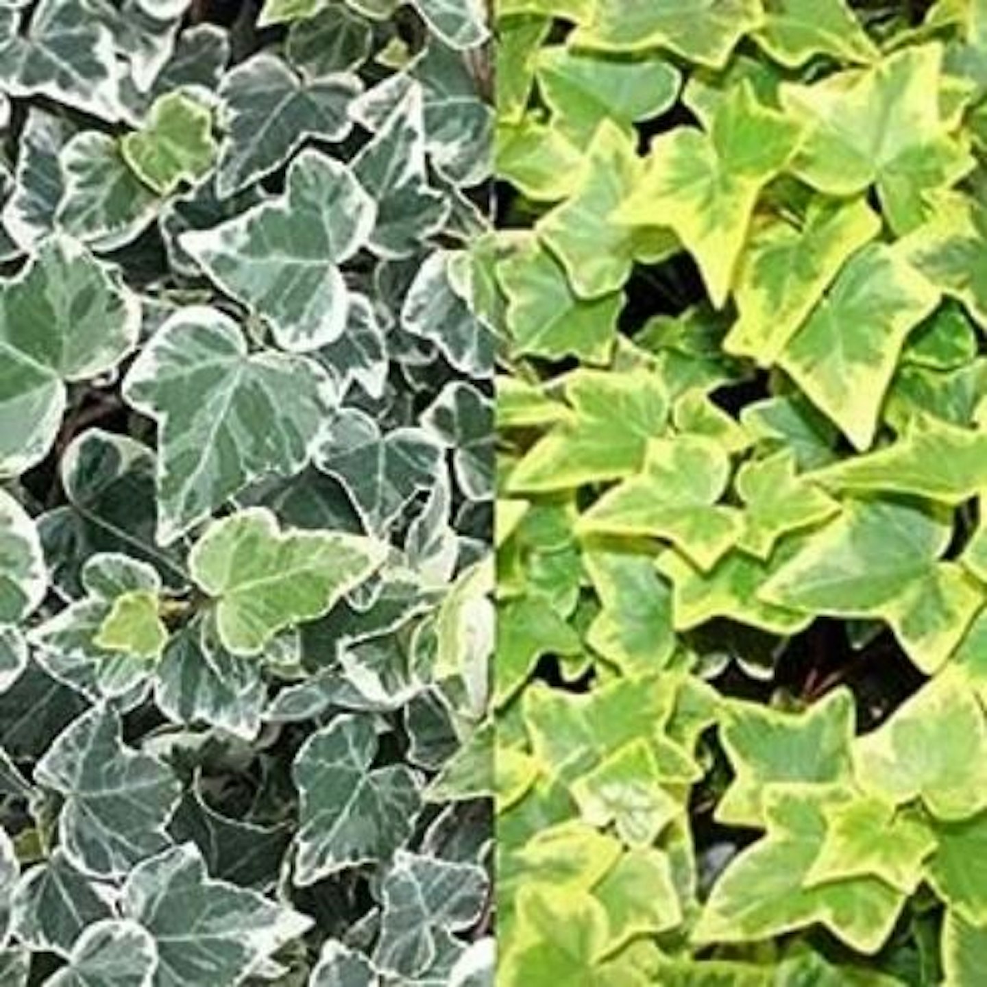 Hedera Ivy Mix 