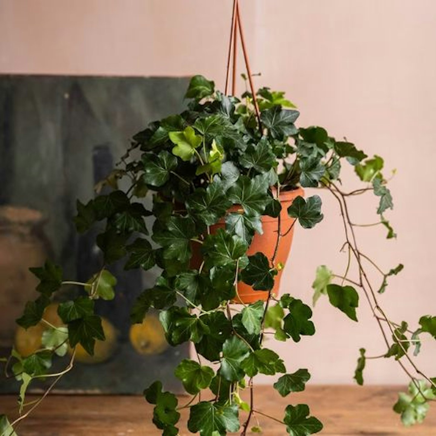 Hedera helix 'Wonder'