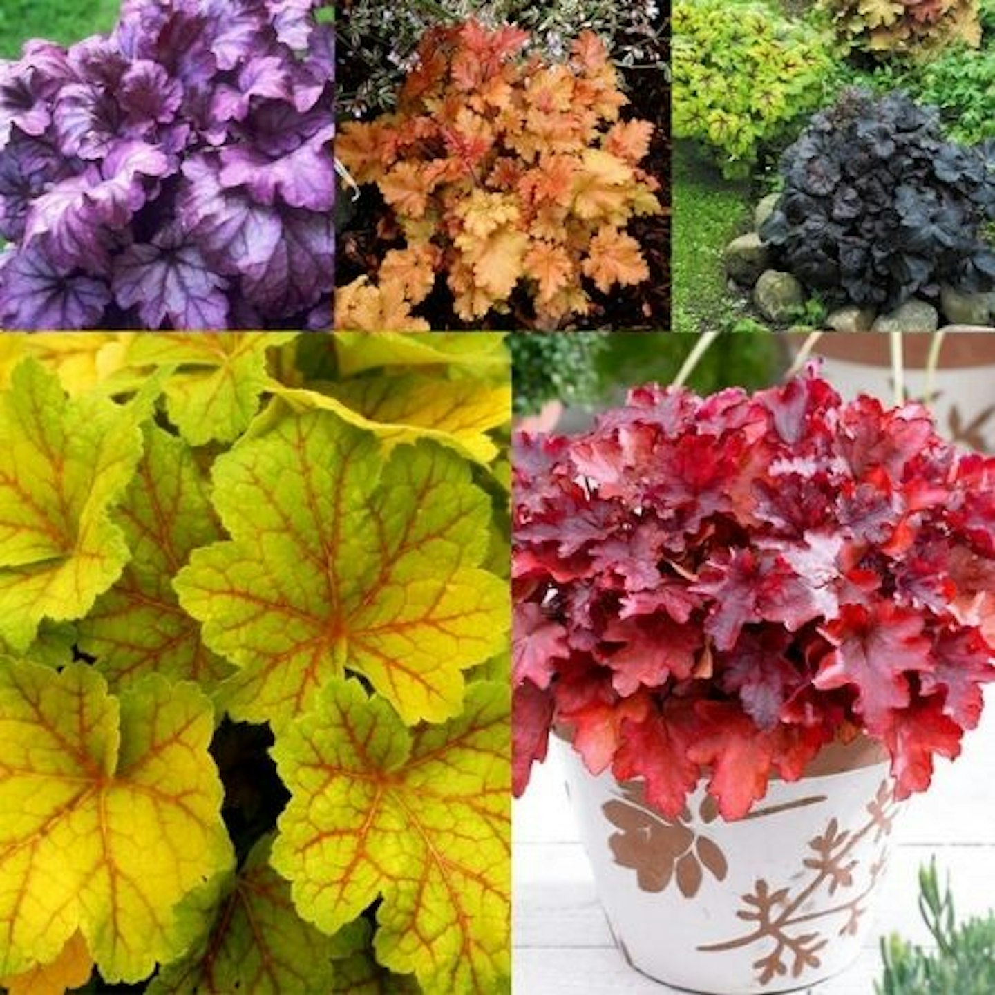 Heuchera Luxury Collection