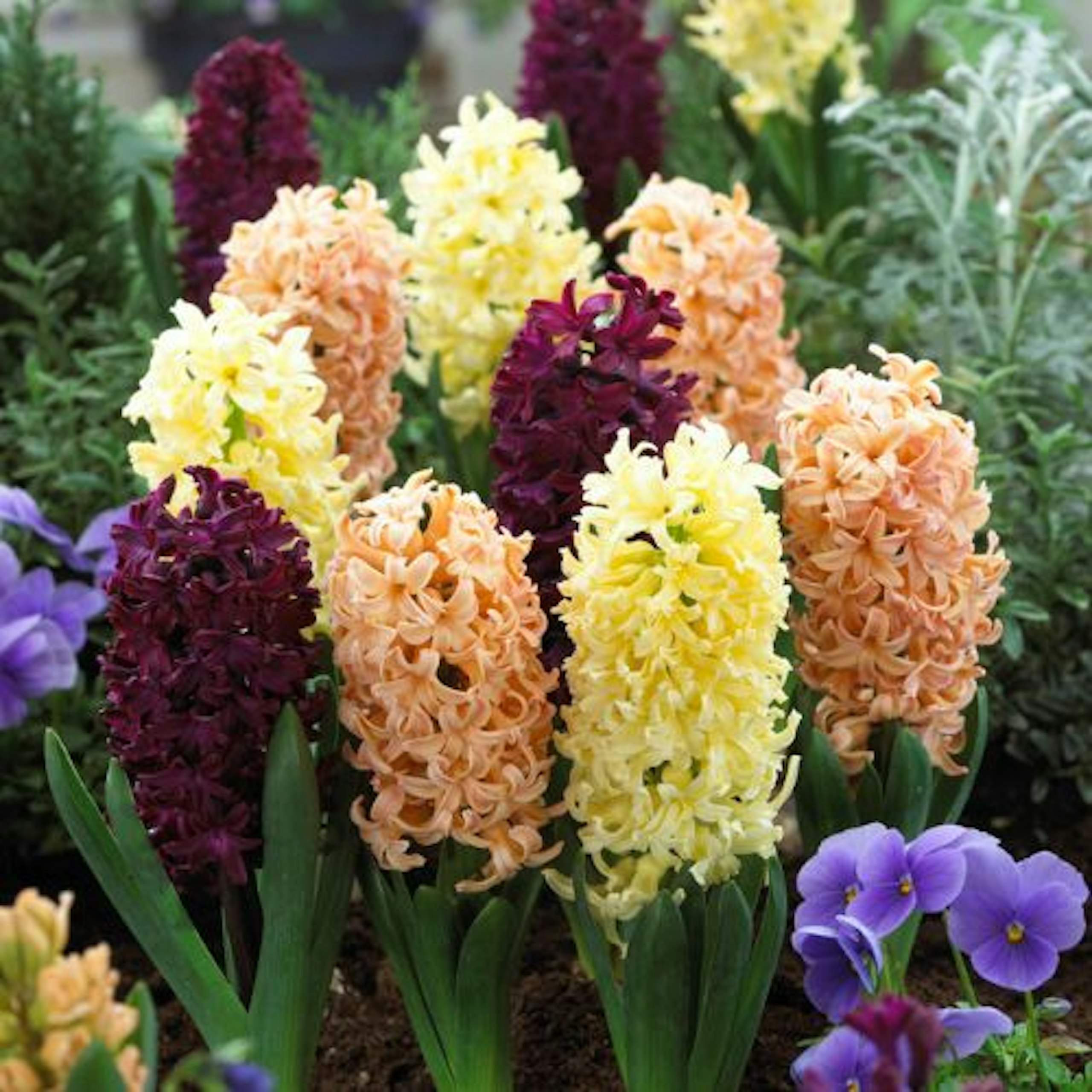 Hyacinth autumn mix