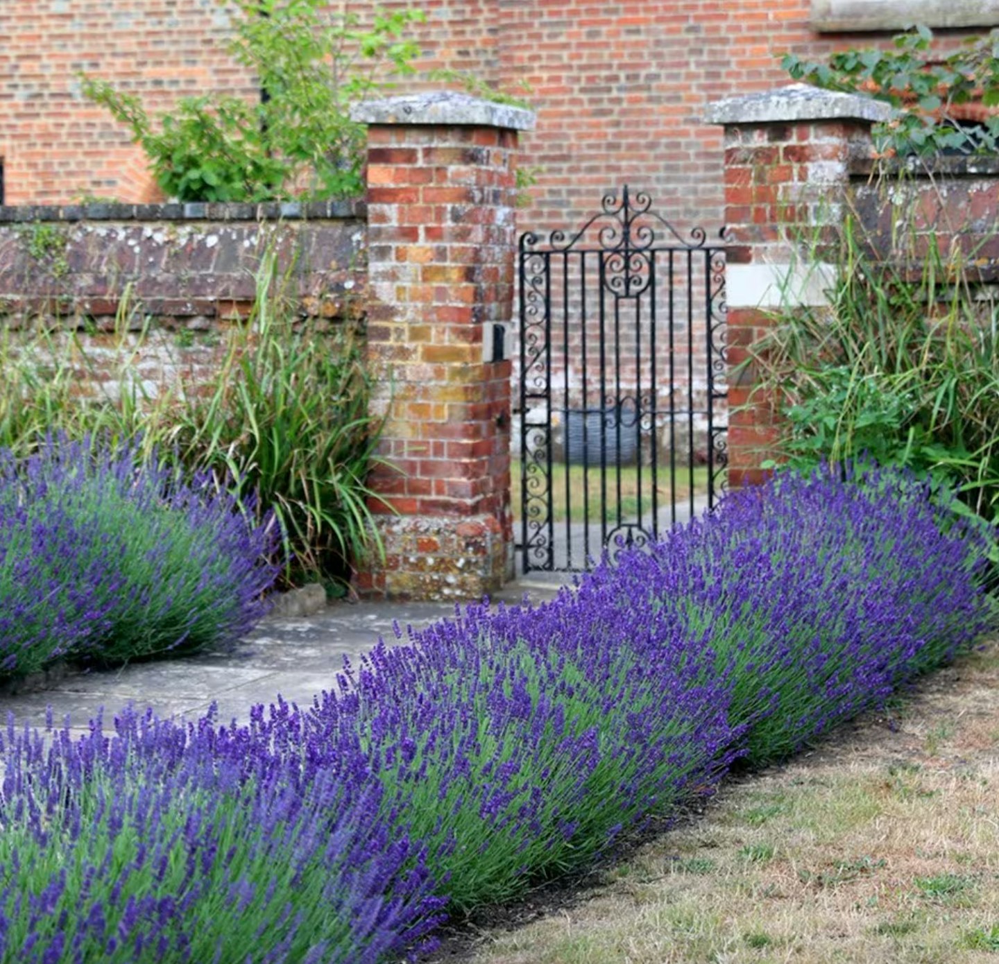 Munstead English Lavender