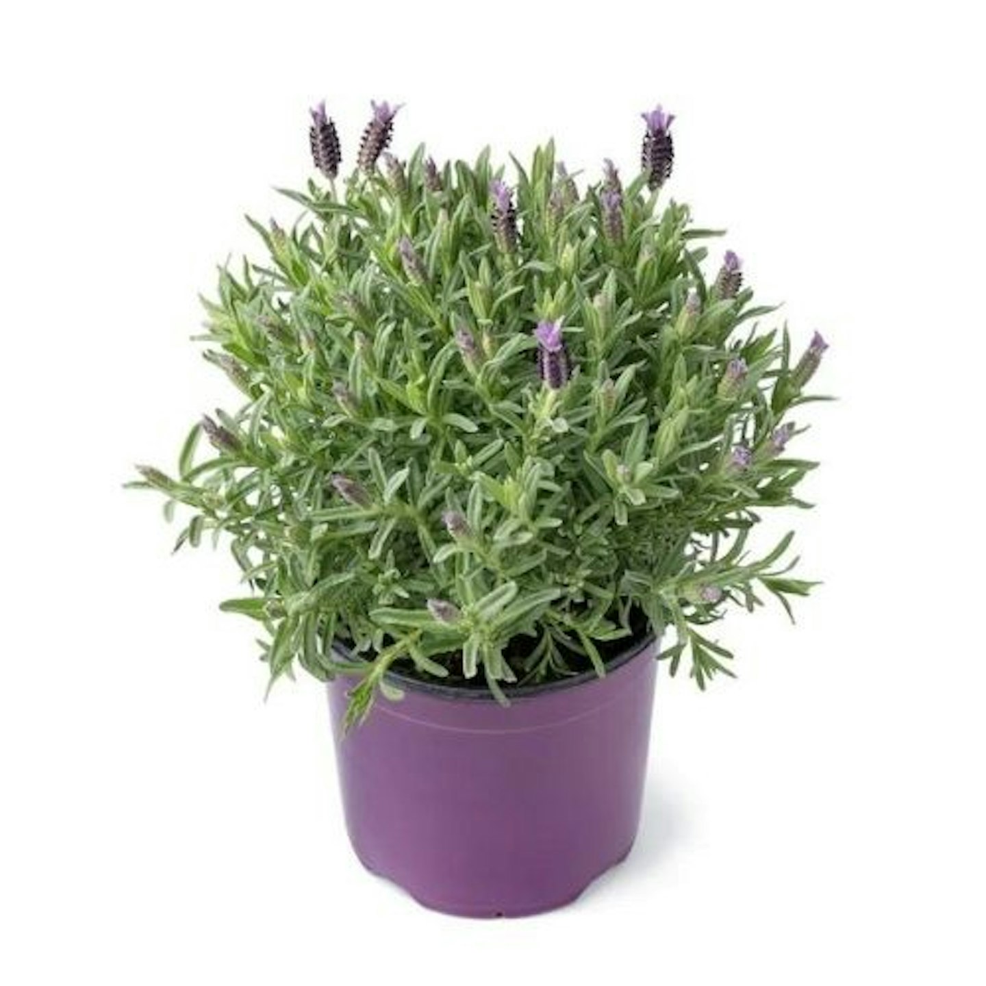 Lavender Plant