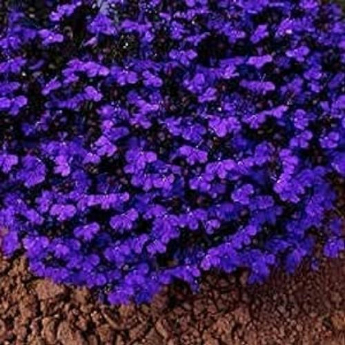 Lobelia 'Crystal Palace' 