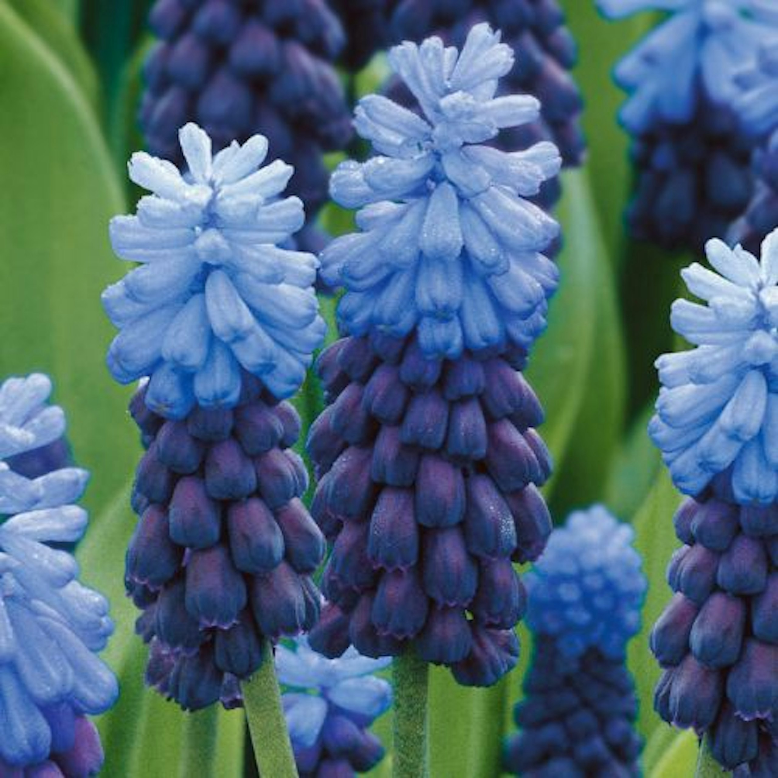 Muscari comosum Latifolium