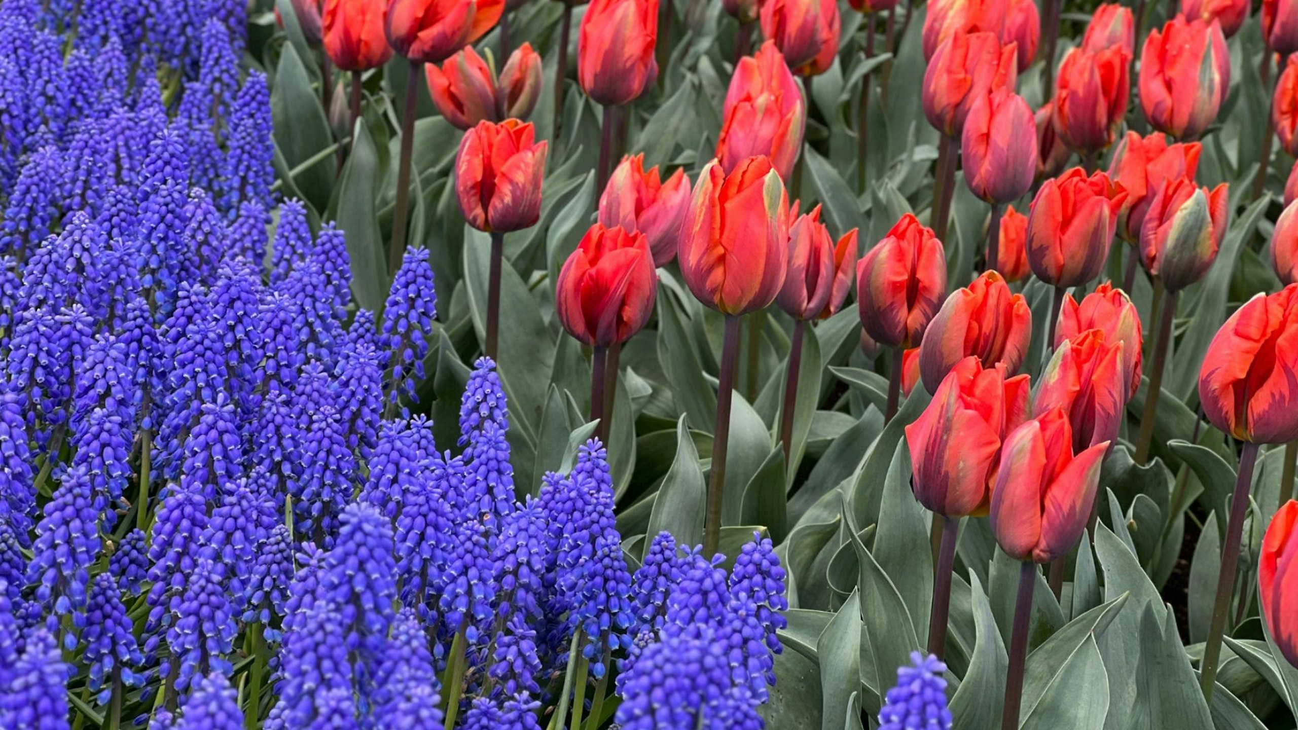 Muscari