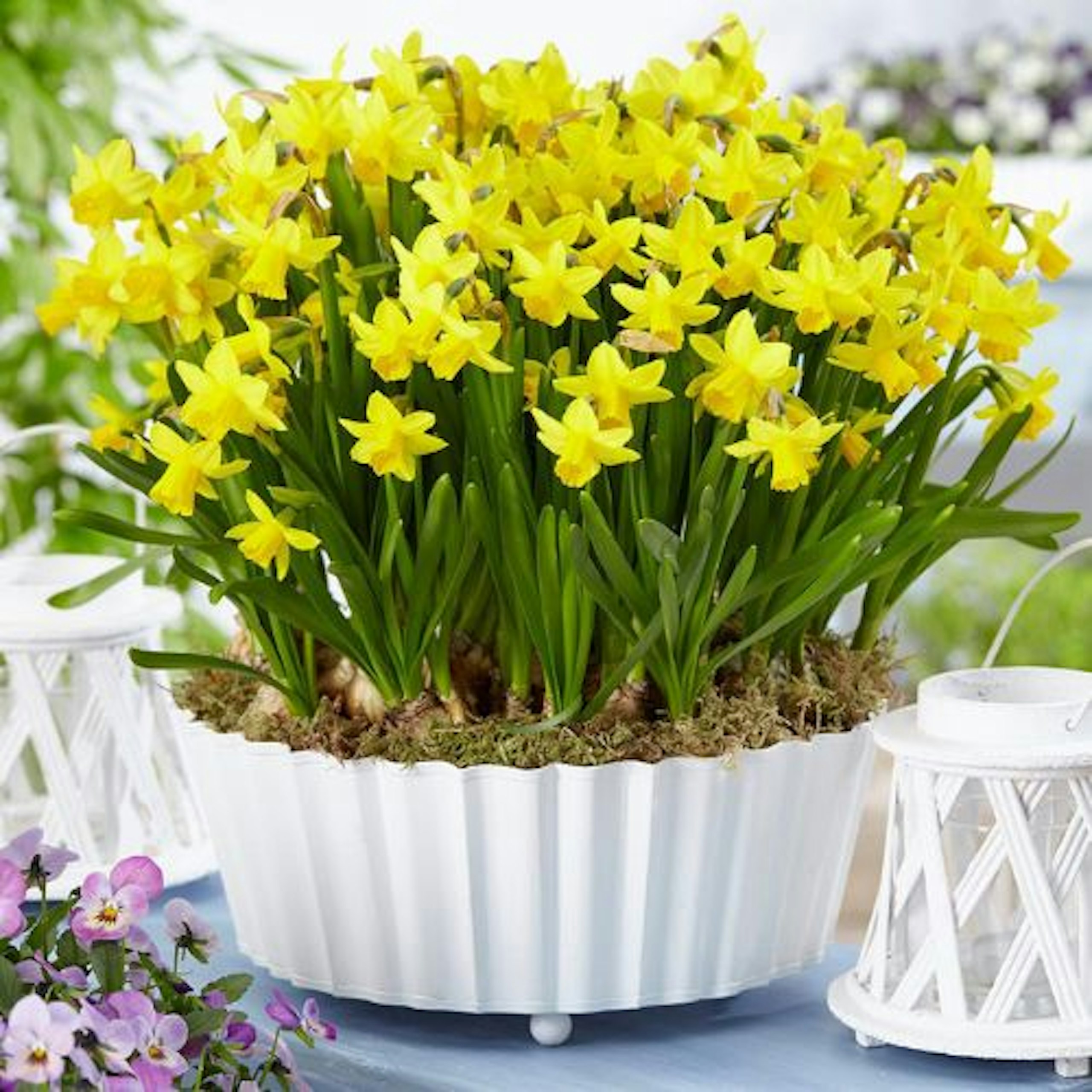 Narcissus Tete a Tete