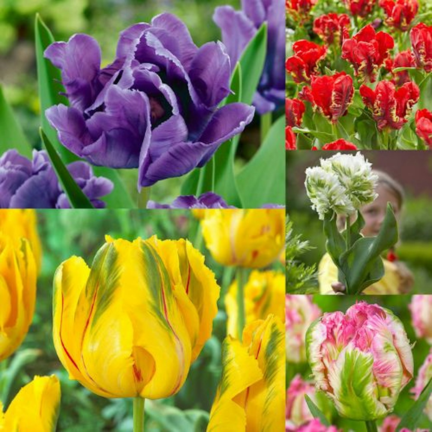 New Parrot Tulip Collection