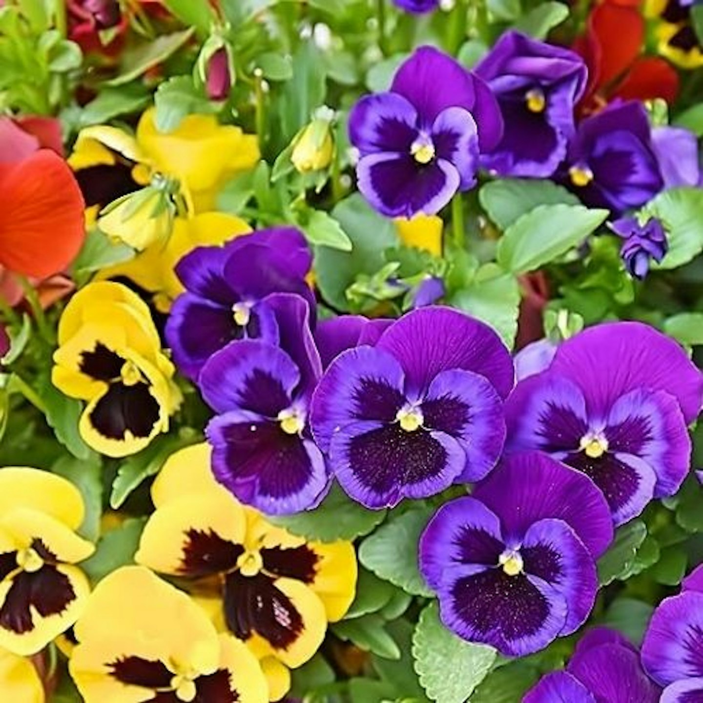 Pansy 'Delta Mix'