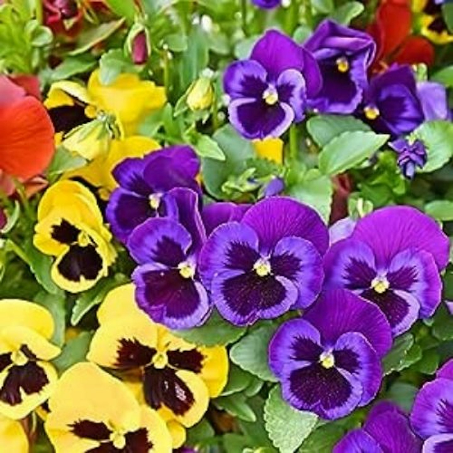 Pansy 'Delta Mix' x 20 Full Plant Pack
