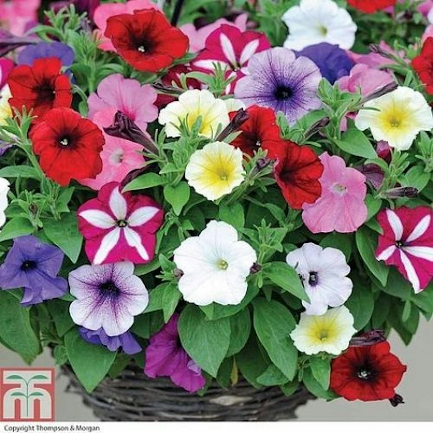 Petunia 'Easy Wave Ultimate Mixed