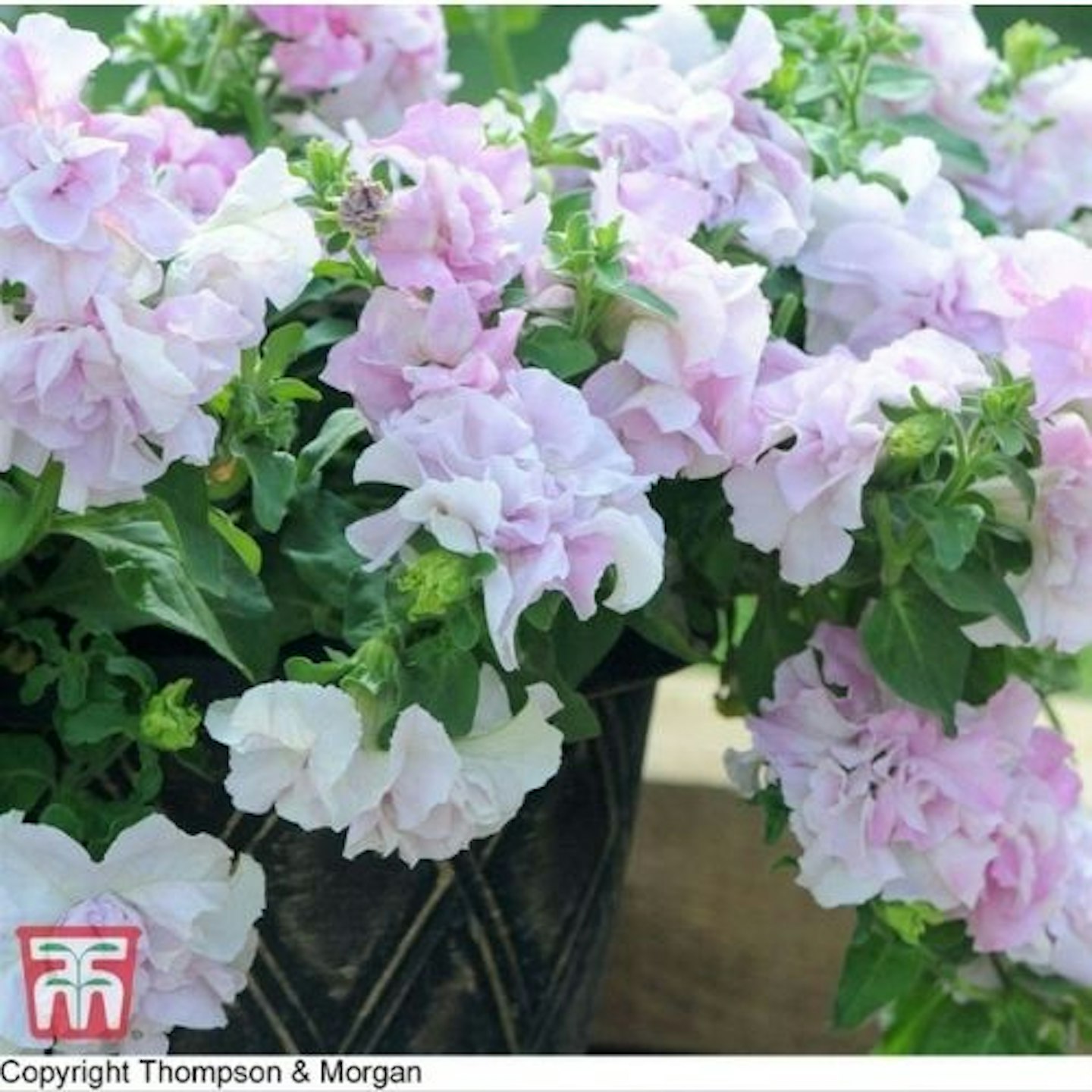 Petunia grandiflora 'Cascade Pink Orchid Mist' F1 Hybrid