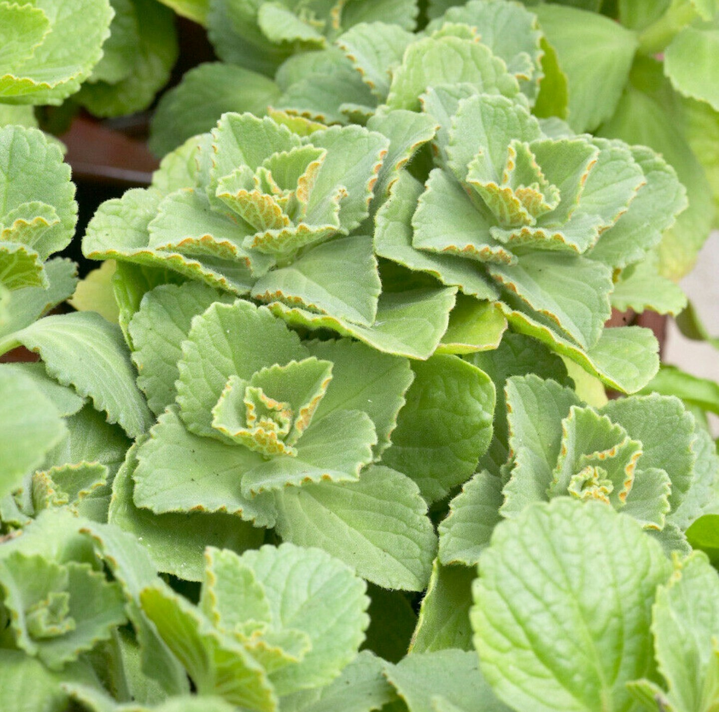 'Scaredy Cat' Coleus Canina Garden Ready Plant .Big 17cm /2 Litre Instant Pots