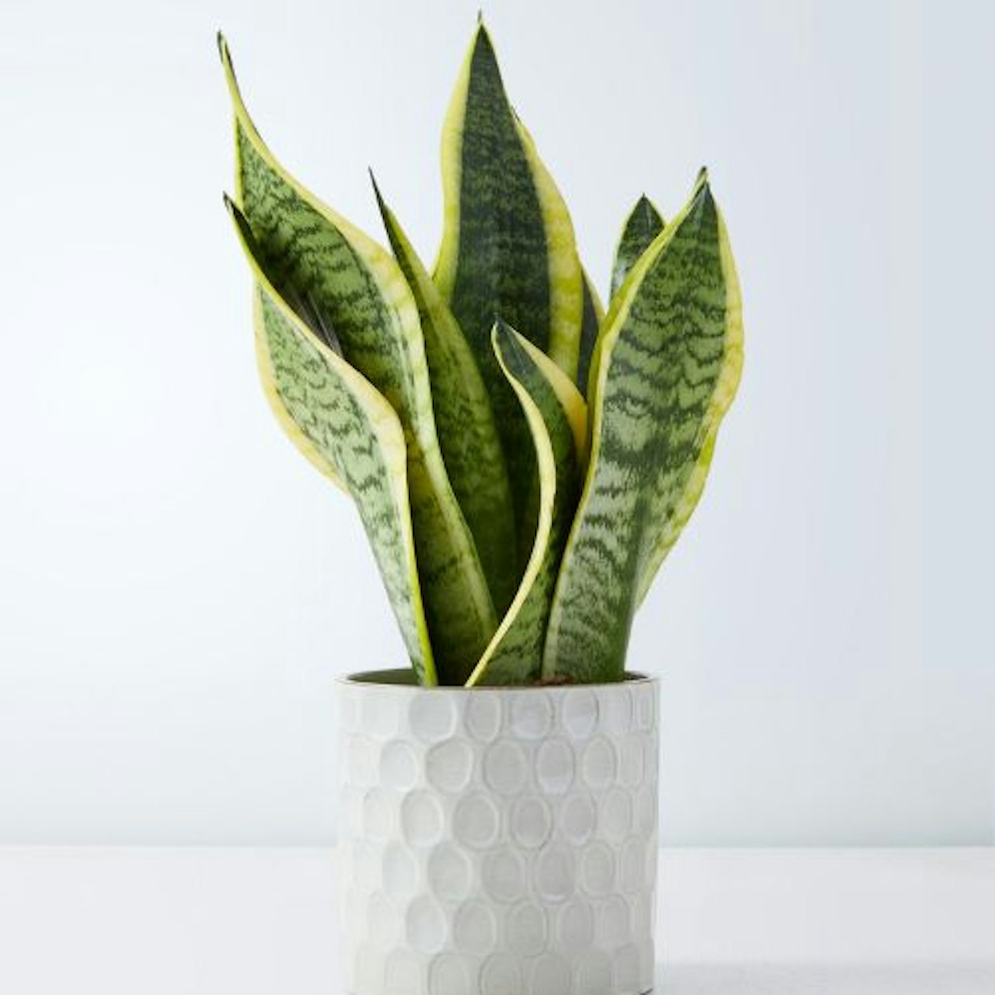 Snake Plant