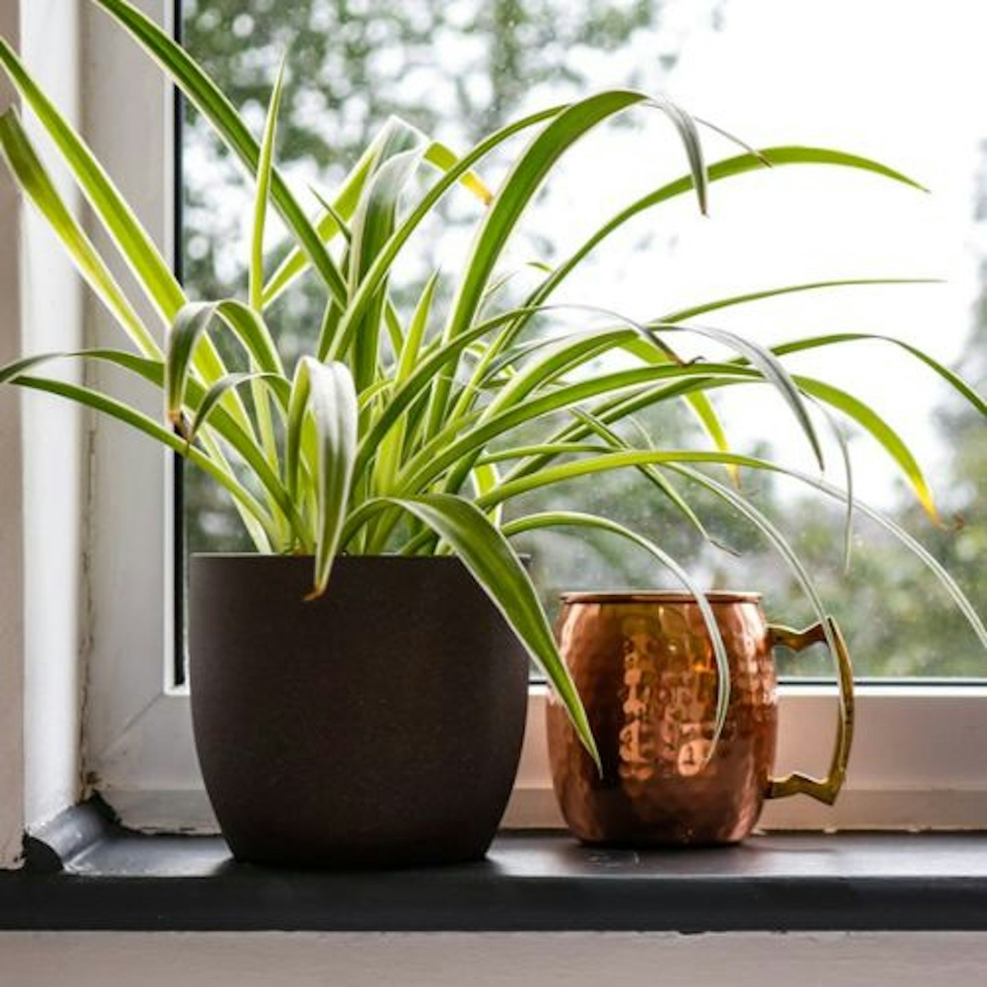 Spider Plant