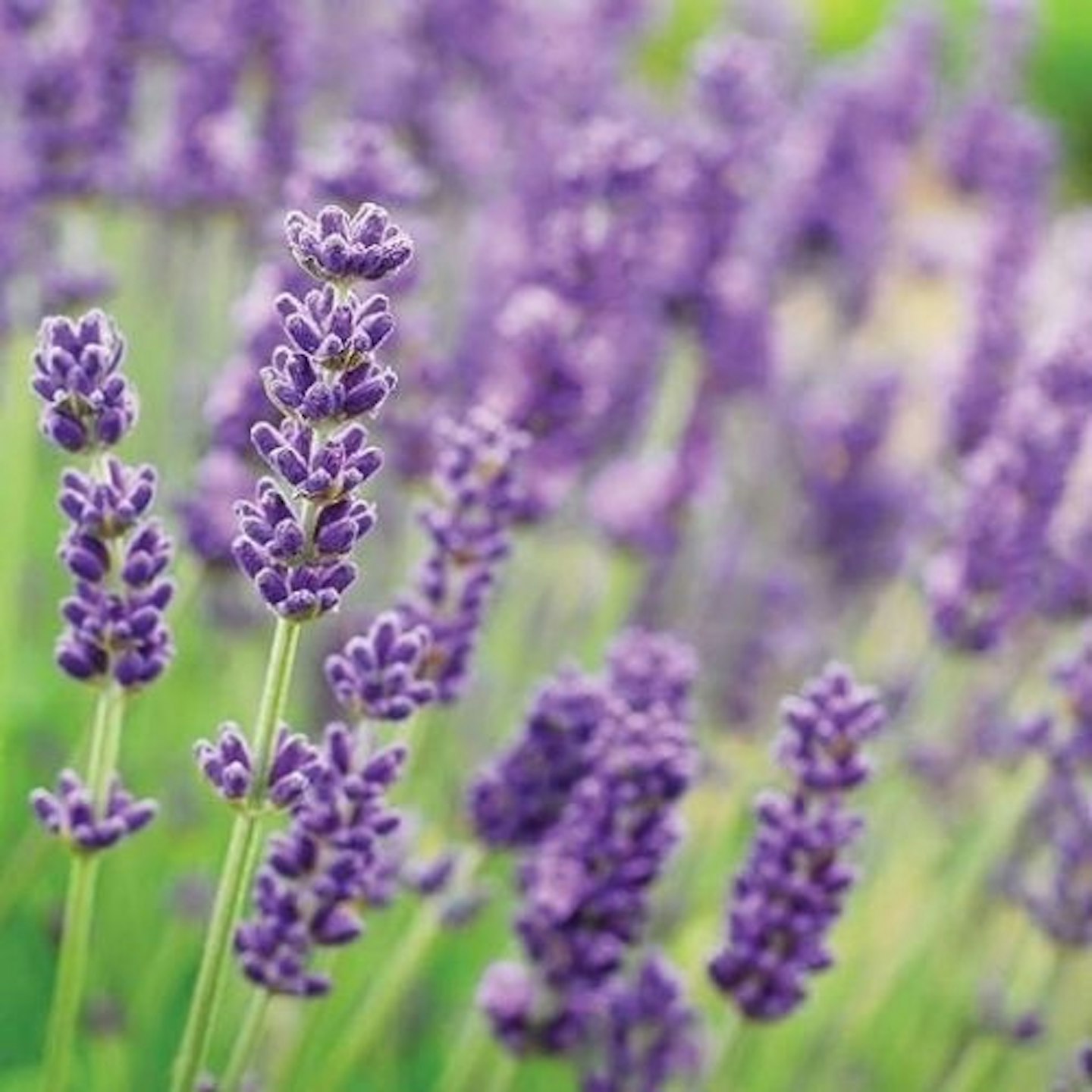 Thompson and Morgan English Lavender ‘Lavandula Munstead’