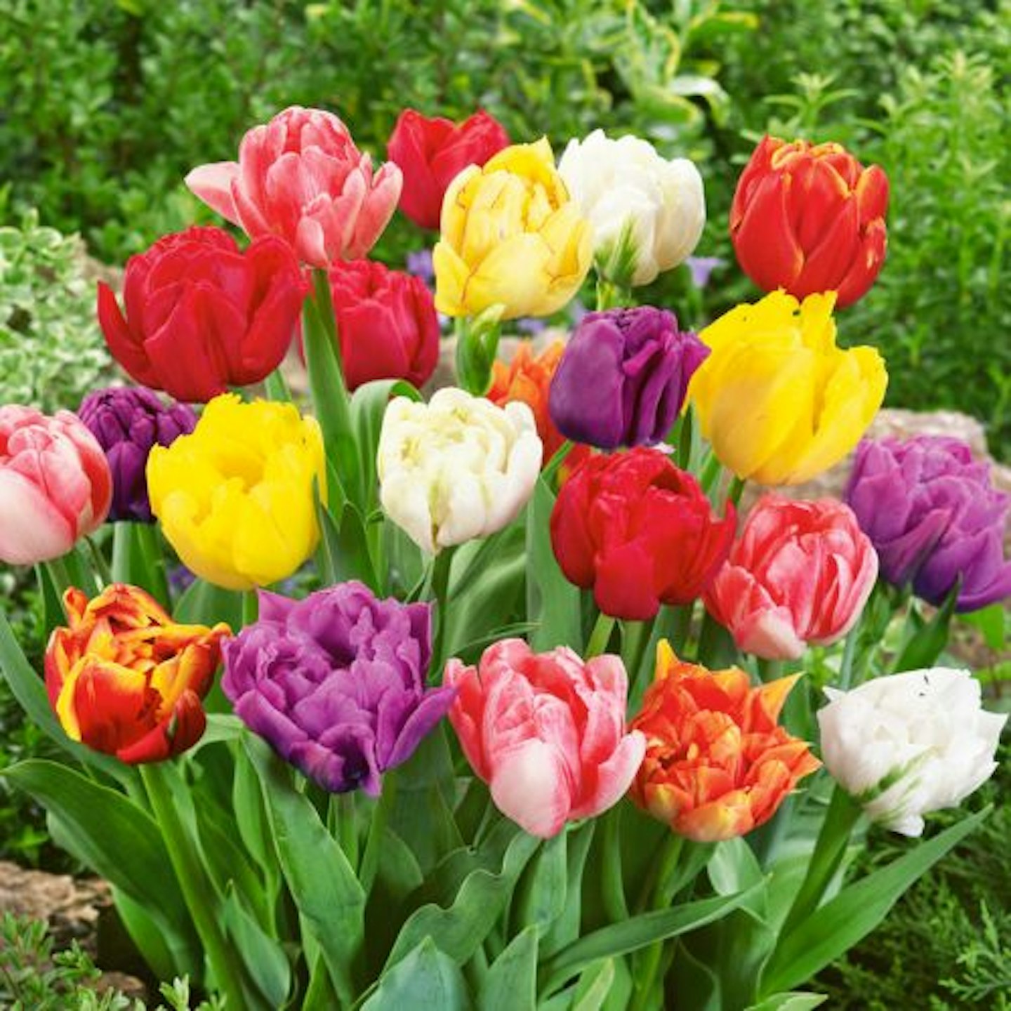 Tulip Double Early